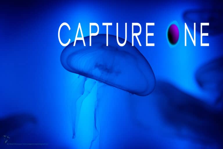 Médusa blue Capture One vidéos gratuites
