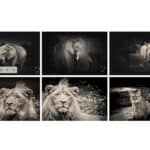 Serie cohérente avec Capture One