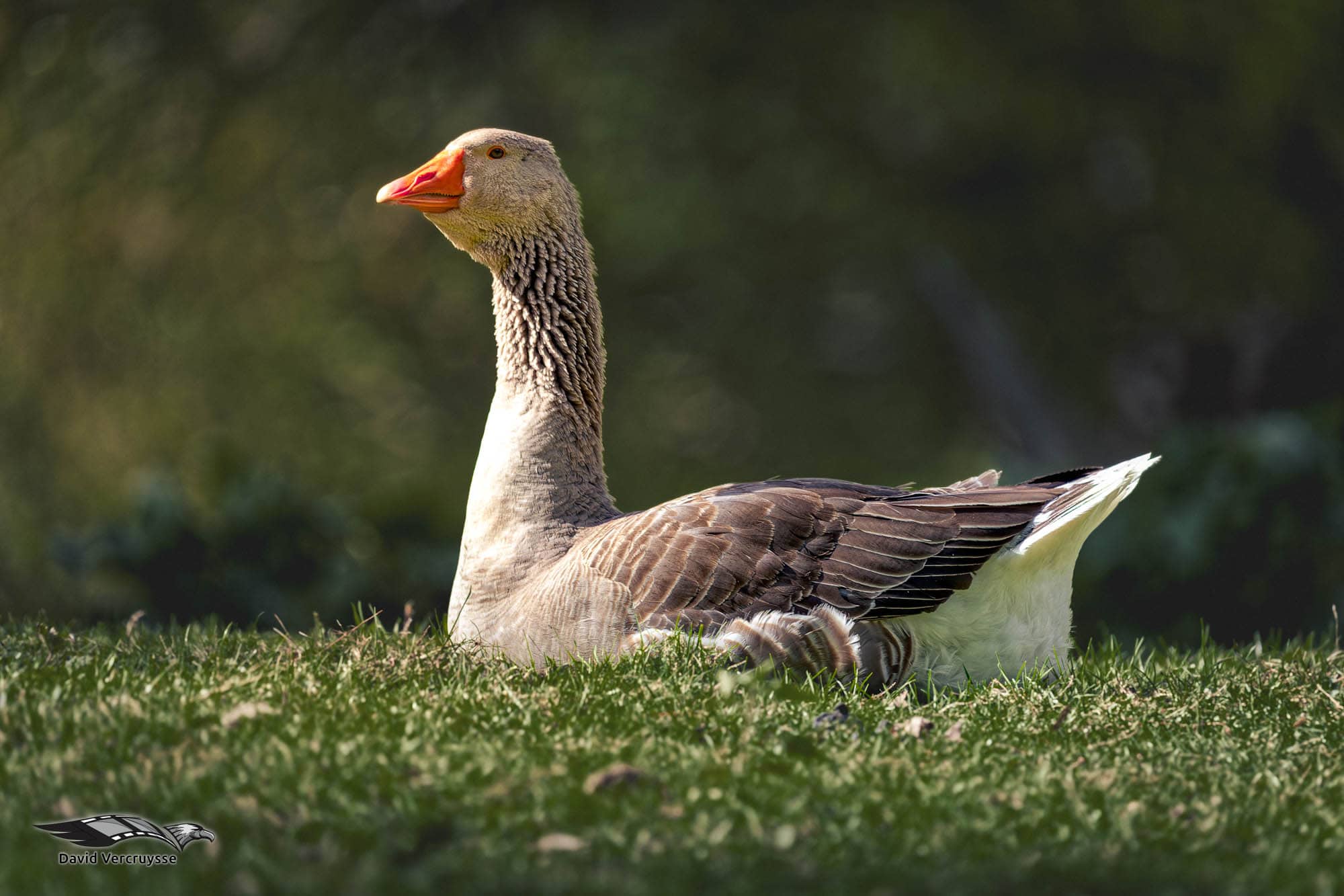 DxO PhotoLab vs DxO PureRaw